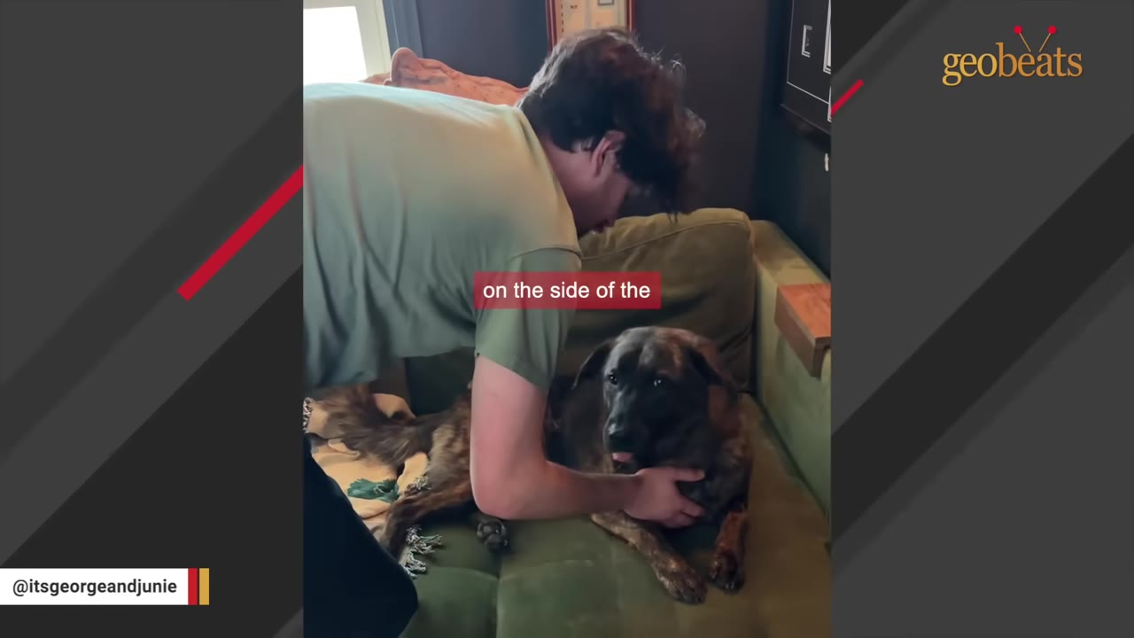 A man in a green t-shirt gently comforts a brindle dog lying on a green couch, with a caption overlay that reads 'on the side of the'.