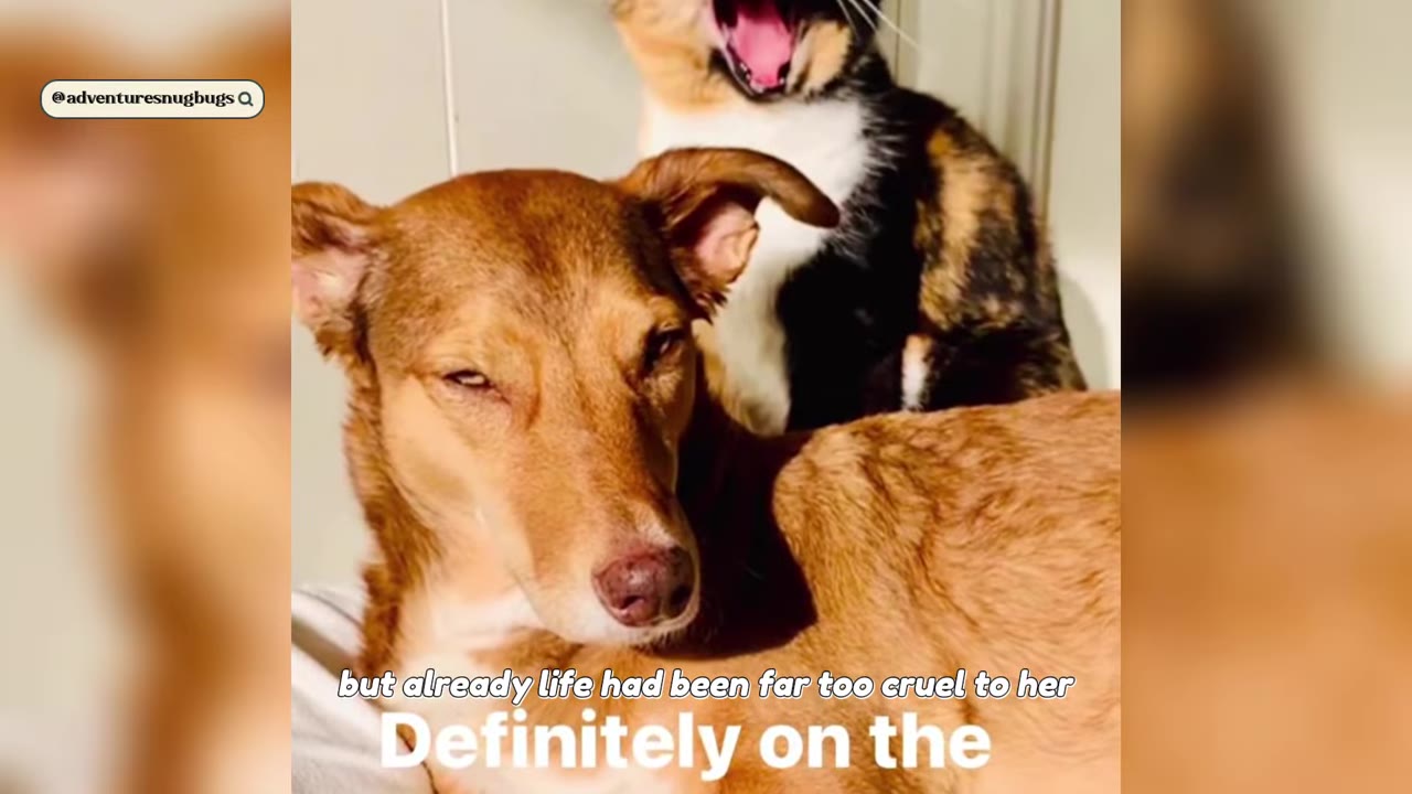 A close-up of a brown dog looking down with a sad, squinting expression, while a calico cat yawns in the background.