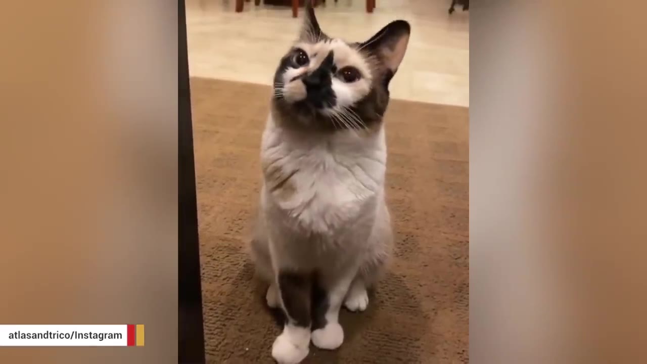 A close-up shot of a light-colored cat with dark brown and black markings on its face and ears, sitting on a brown carpet and looking up attentively.