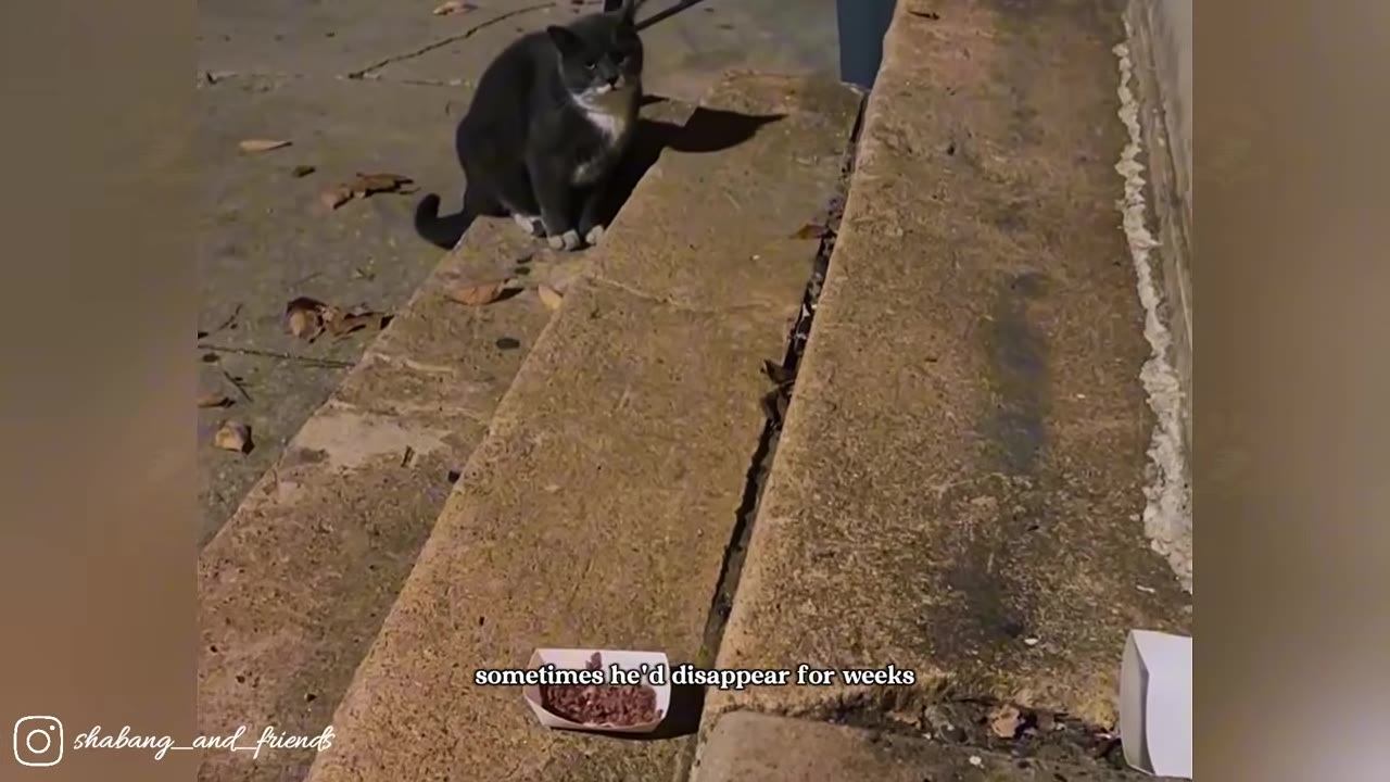 A grey and white cat sits cautiously on concrete steps at dusk next to a small dish of food.