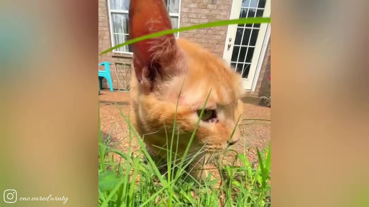 An orange cat with one large, prominent ear stands in the green grass outside a brick house with a white door.