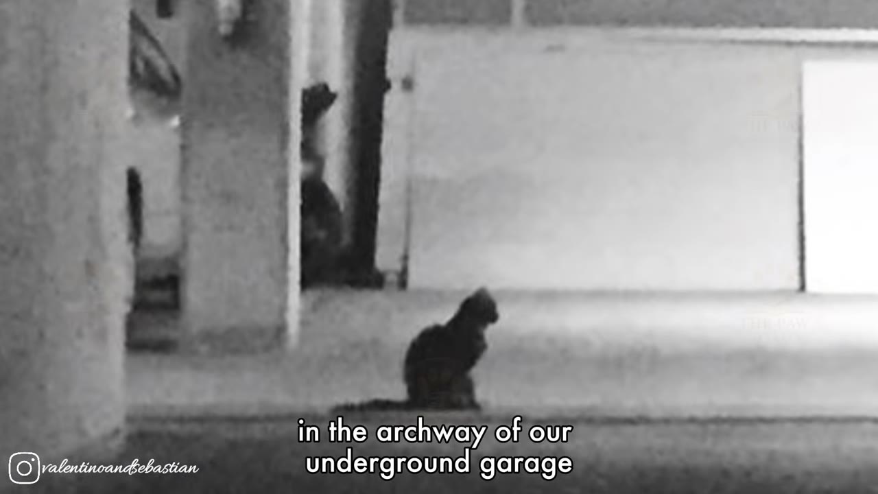 A black-and-white, grainy security camera style image showing the dark silhouette of a cat sitting near concrete pillars in an open garage space.