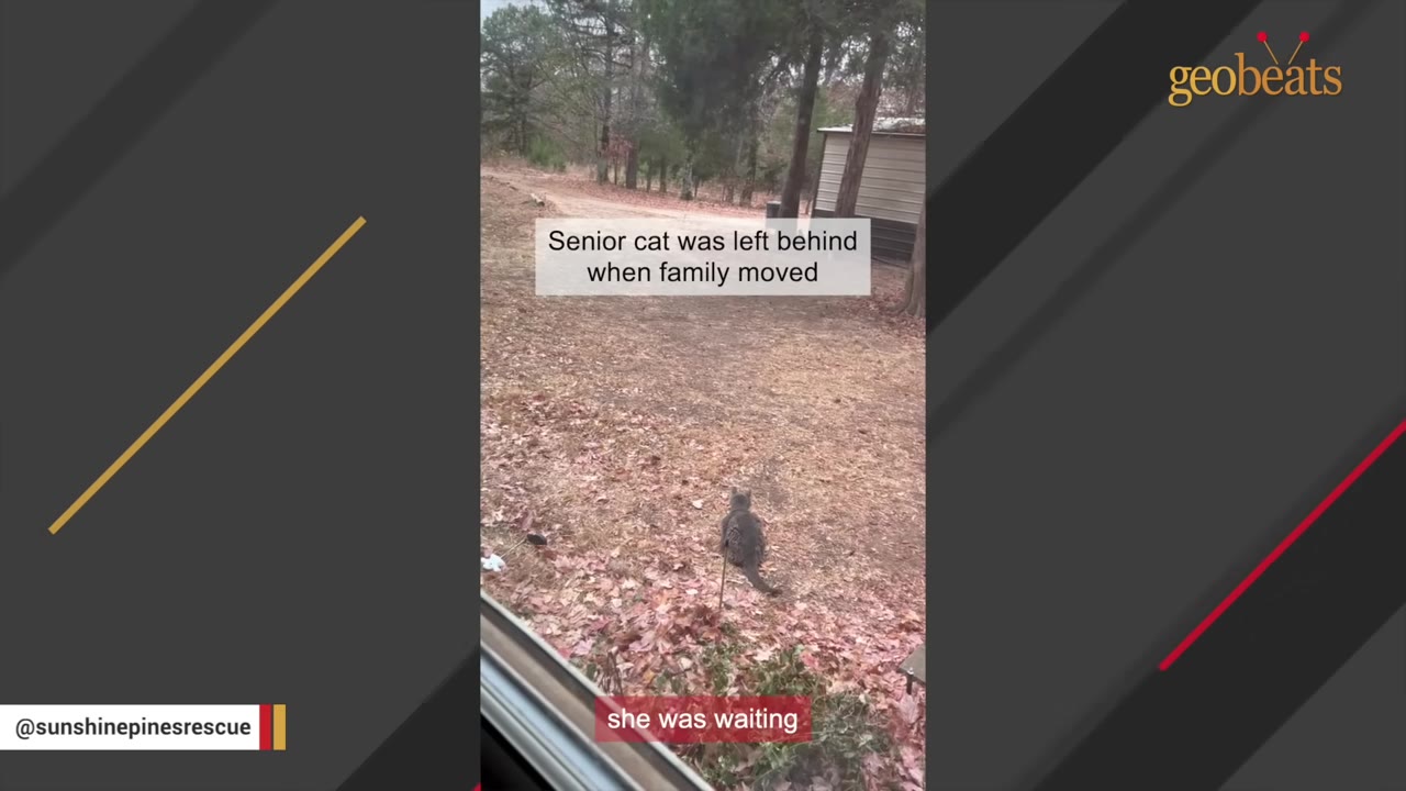 A grey cat sits alone on a lawn covered in dry leaves outside a house, with text overlay indicating she was left behind when her family moved.