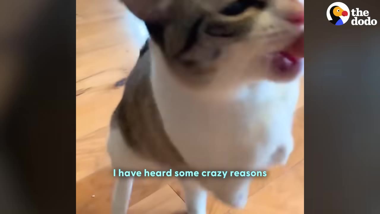 A close-up of a brown and white cat standing on a wooden floor with the text 'I have heard some crazy reasons' overlaid at the bottom.
