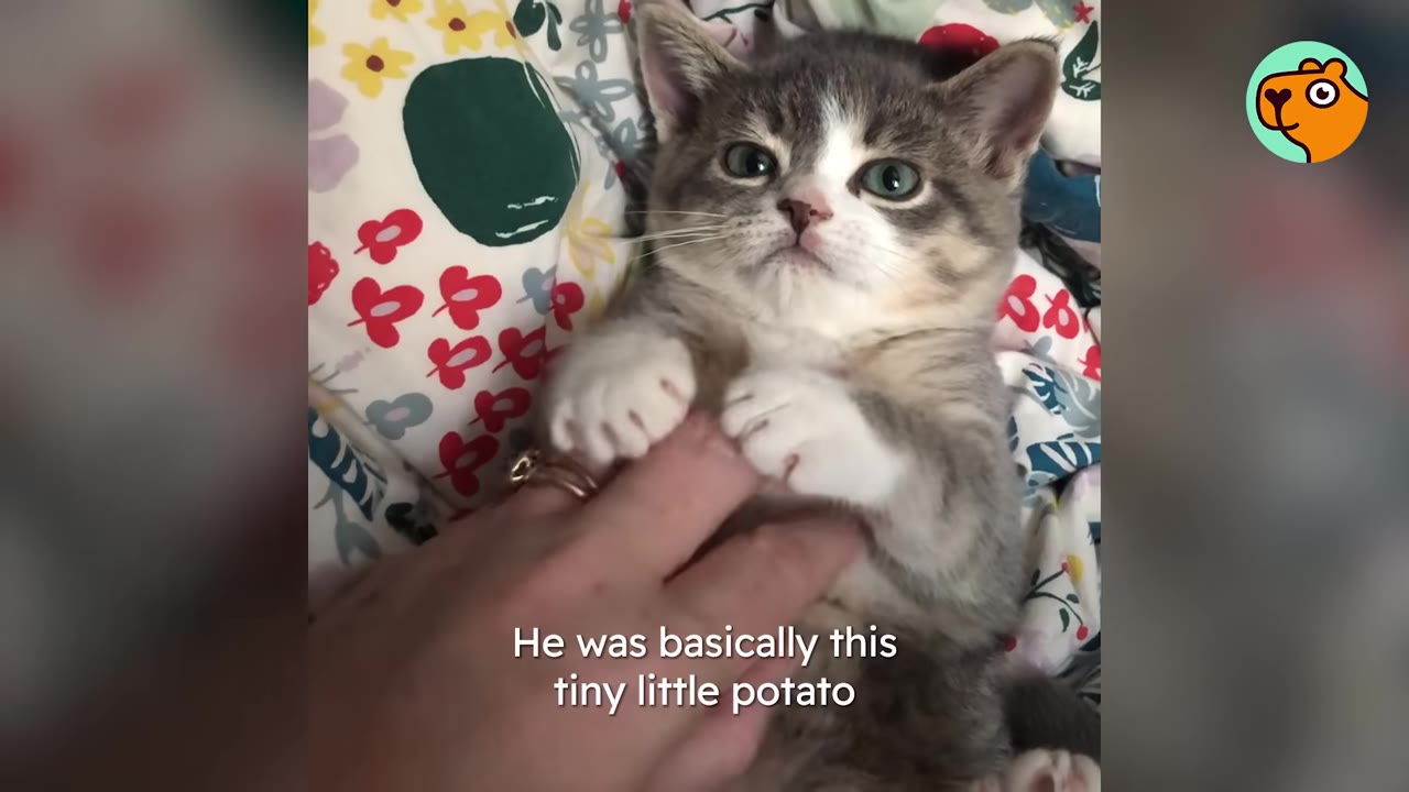 A small grey and white kitten lies on its back on a floral blanket, holding onto a person's hand with its paws.