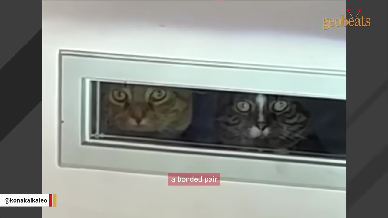 Two cats, one tabby and one dark-colored, peer out from a narrow rectangular window slot in a white shelter enclosure.