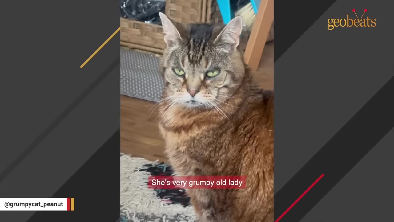 A fluffy brown tabby cat with green eyes stares directly at the camera with a grumpy, stern expression.