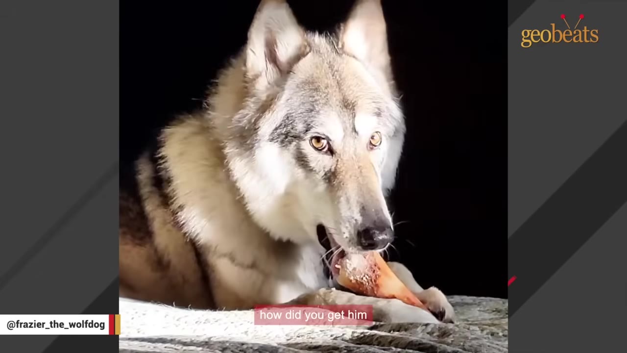 A close-up of a wolfdog with striking amber eyes chewing on a bone against a dark background.