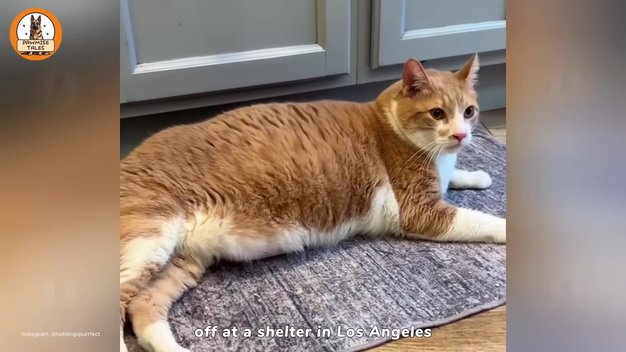 An orange and white cat lying down on a grey rug, looking off to the side.