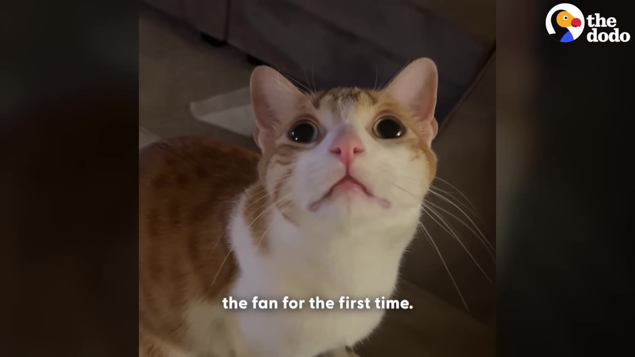 A close-up shot of an orange and white cat looking up with wide, curious eyes.