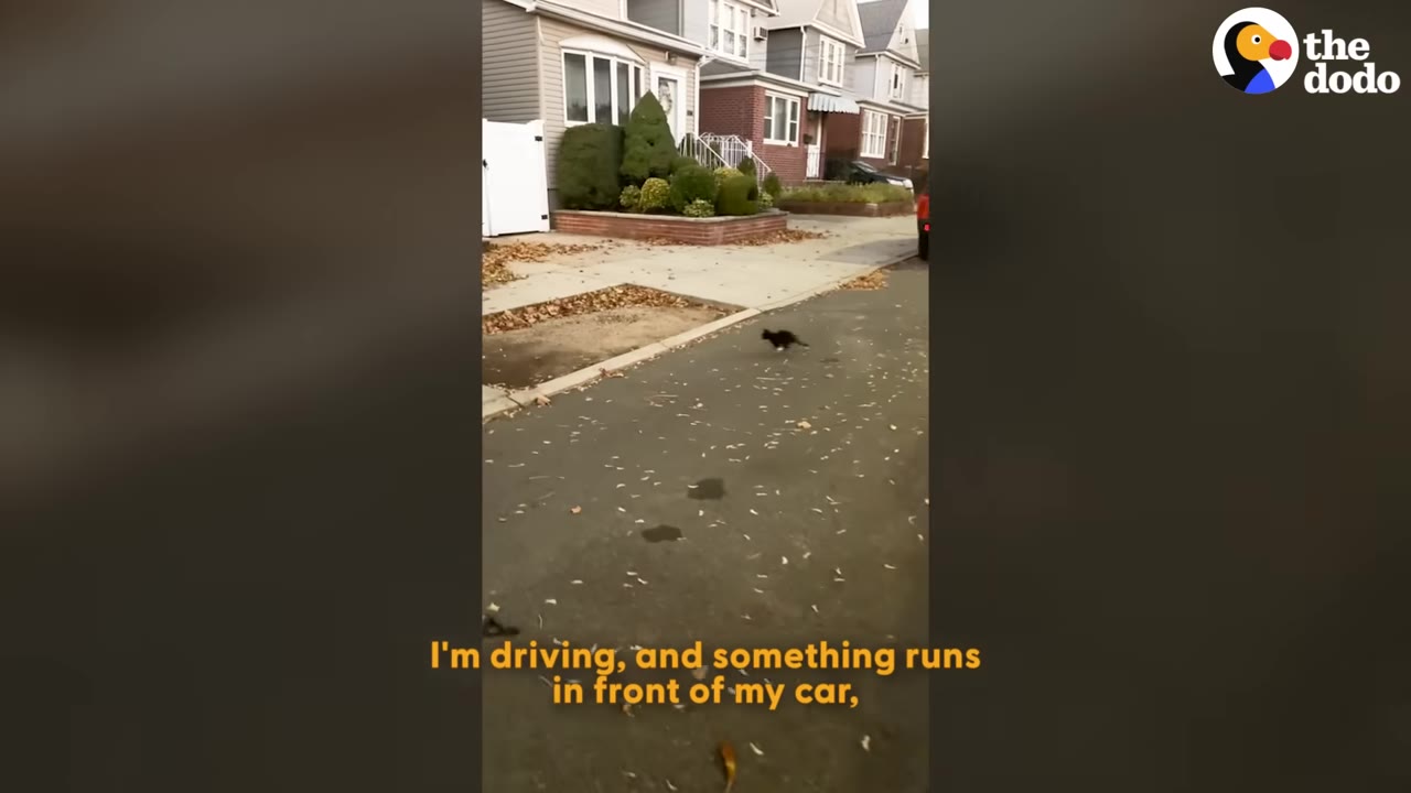A view from a car looking out onto a residential street where a small black kitten is running across the asphalt.