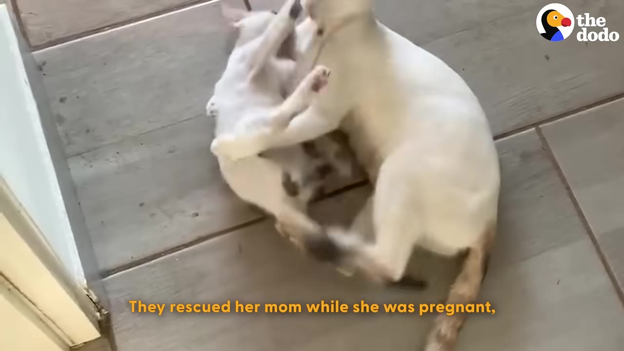 A white cat and a kitten play-fight on a tiled floor with text overlay reading 'They rescued her mom while she was pregnant,'.