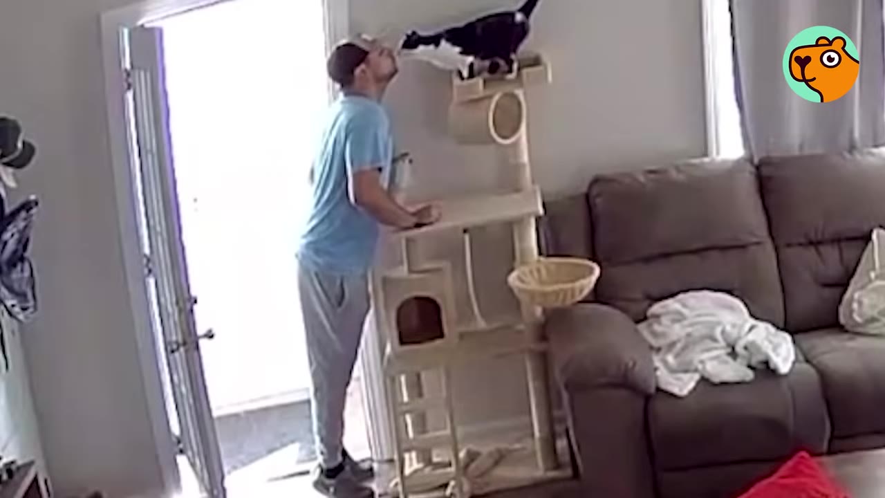 A man in a blue t-shirt and grey sweatpants leans in to kiss a black and white cat perched on top of a tall cat tree near the front door.