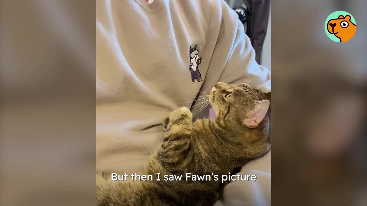 A tabby cat lies on its back in a person's lap, looking up affectionately at them.