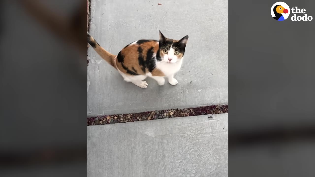 A calico cat with orange, black, and white patches sits on a concrete walkway and looks directly up at the camera.