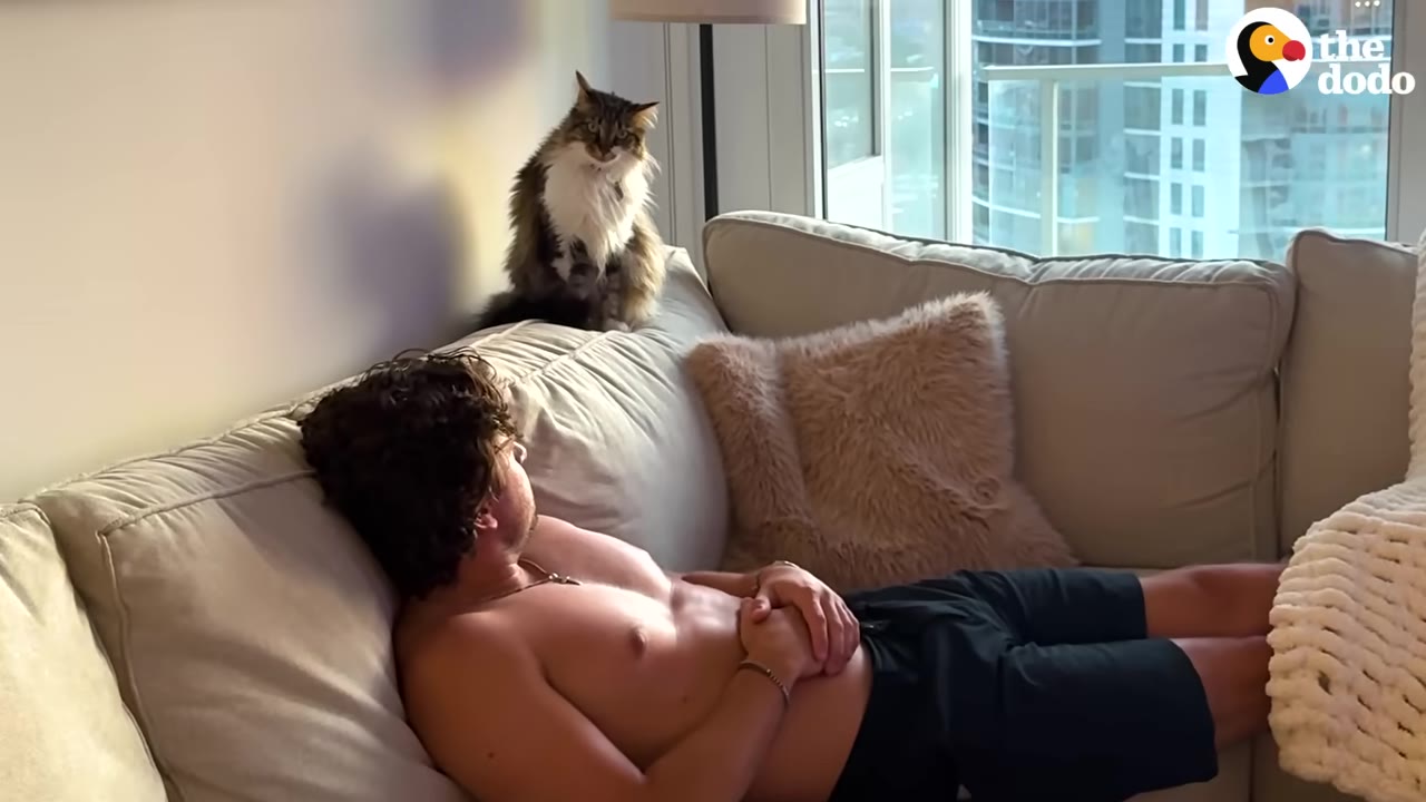 A long-haired cat sits on the back of a beige sofa, staring intently down at a man lying on the cushions below.