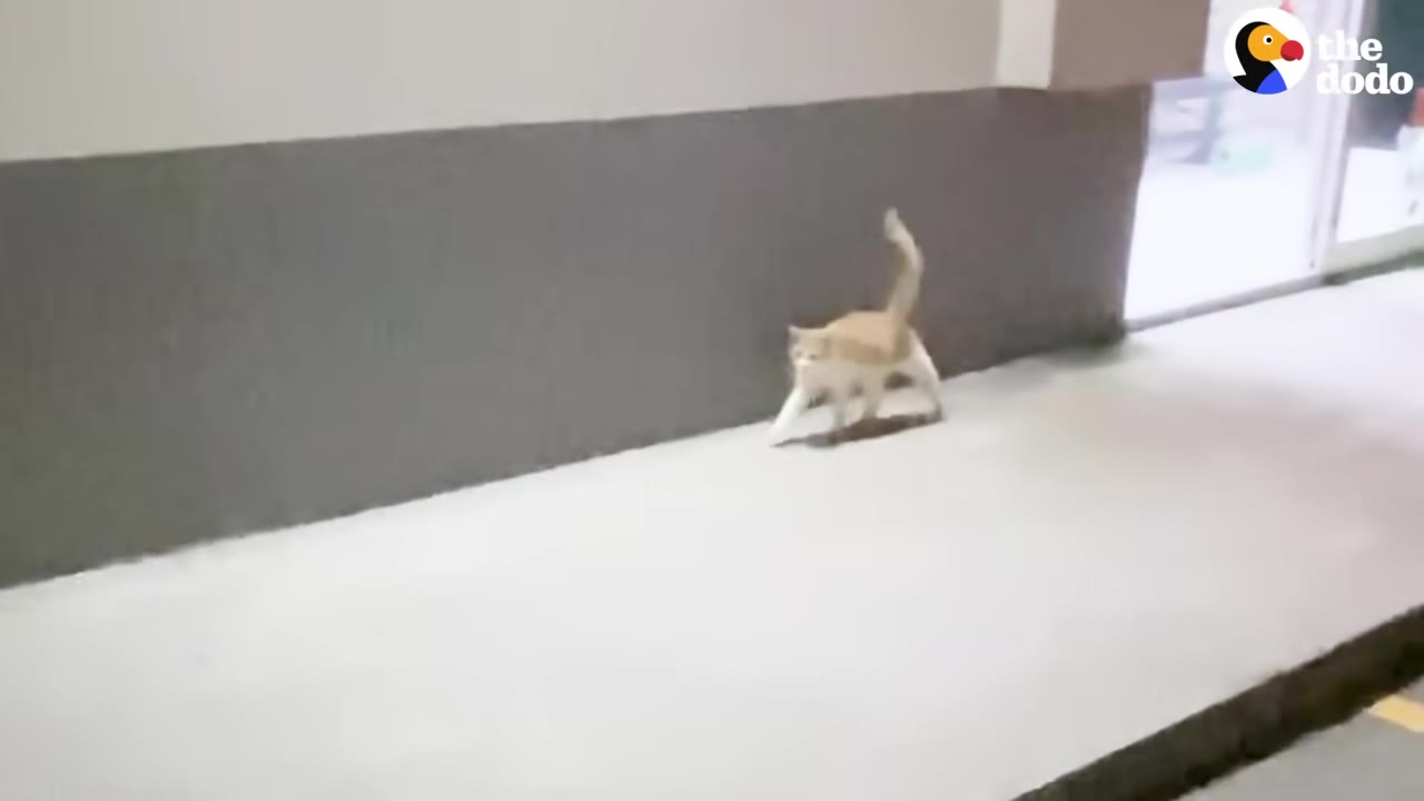 A light orange and white cat walks along a concrete walkway next to a grey wall.