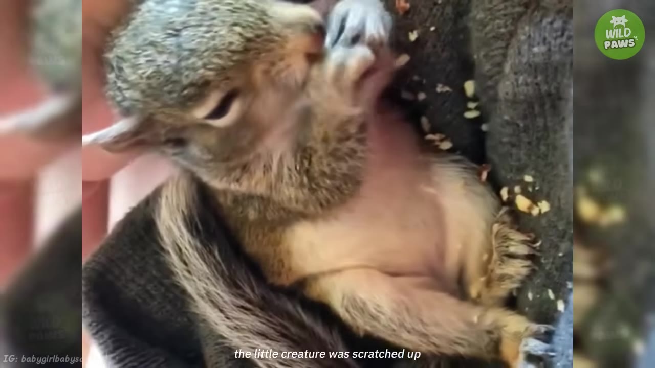 A close-up of a tiny, vulnerable baby squirrel lying on its back in a dark cloth, looking weak and scratched up.