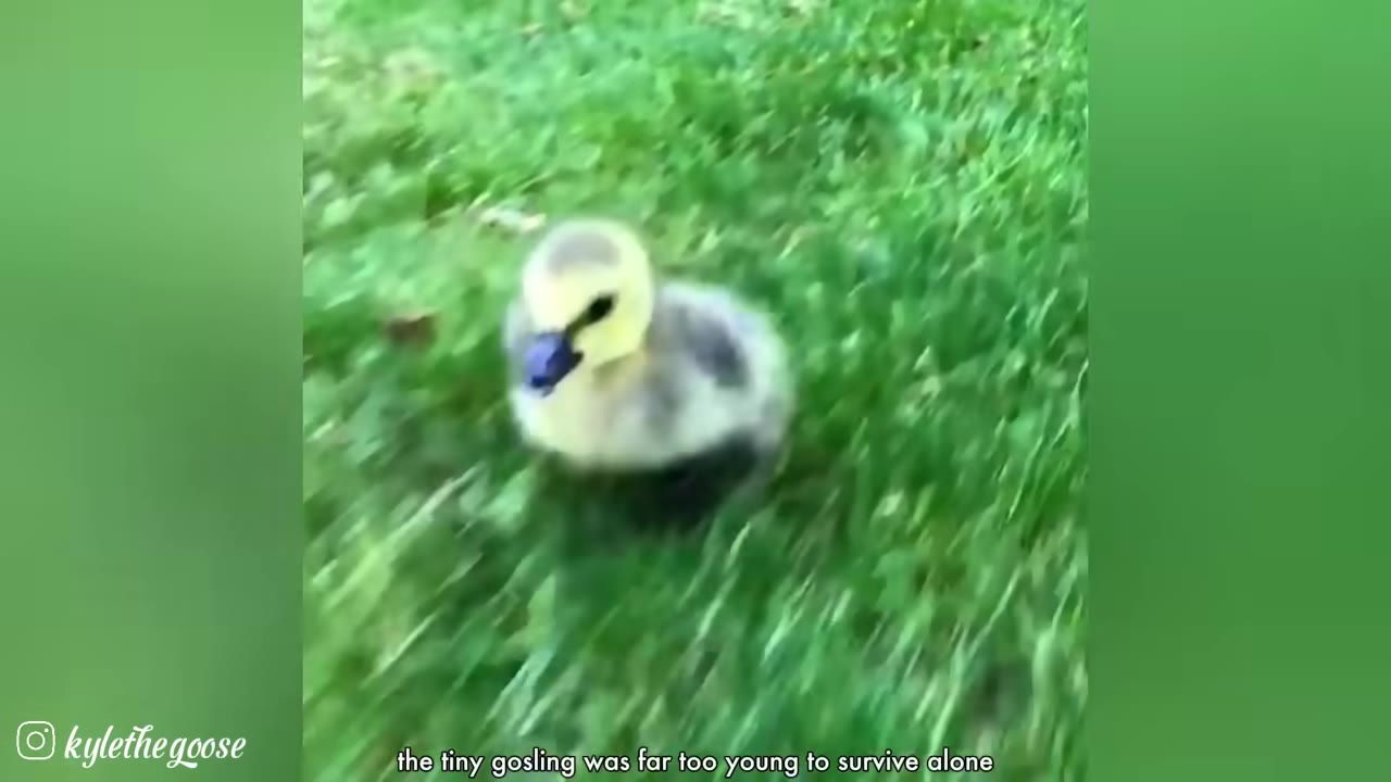 A tiny, fluffy yellow and grey gosling sitting alone on green grass.