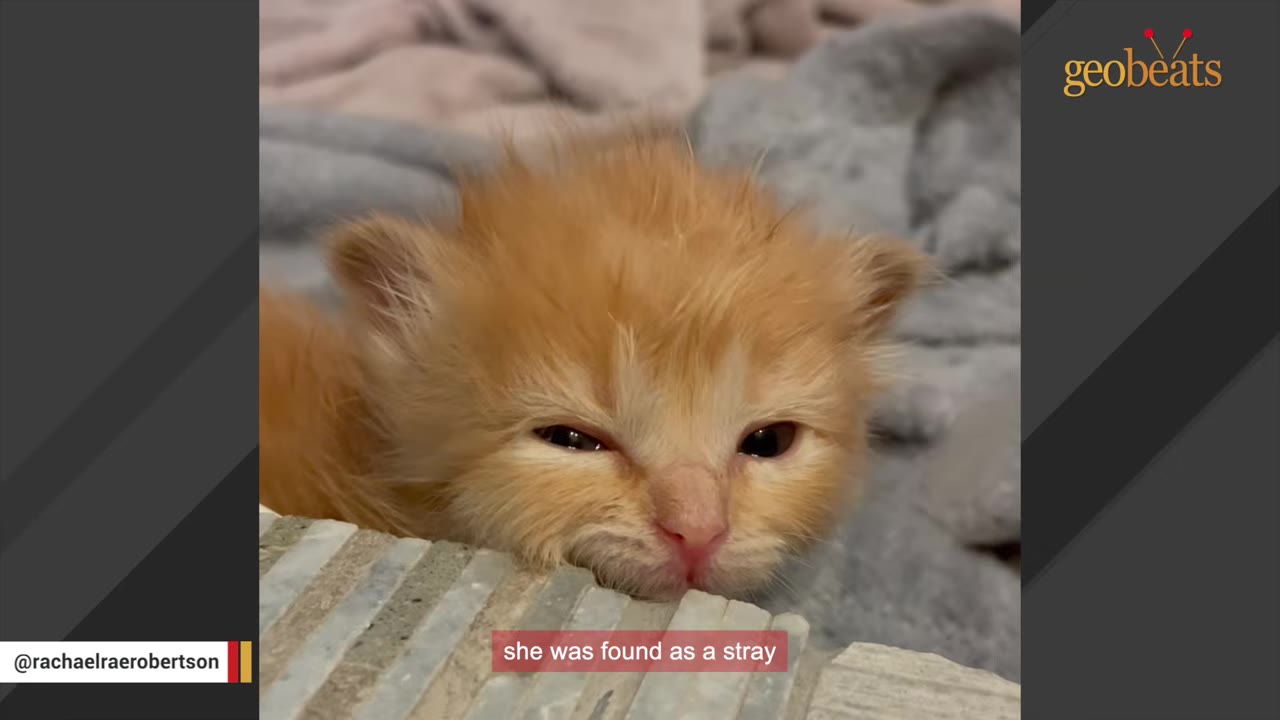 A close-up of a tiny, fluffy orange kitten looking directly at the camera with squinted eyes, resting its chin on a textured surface.