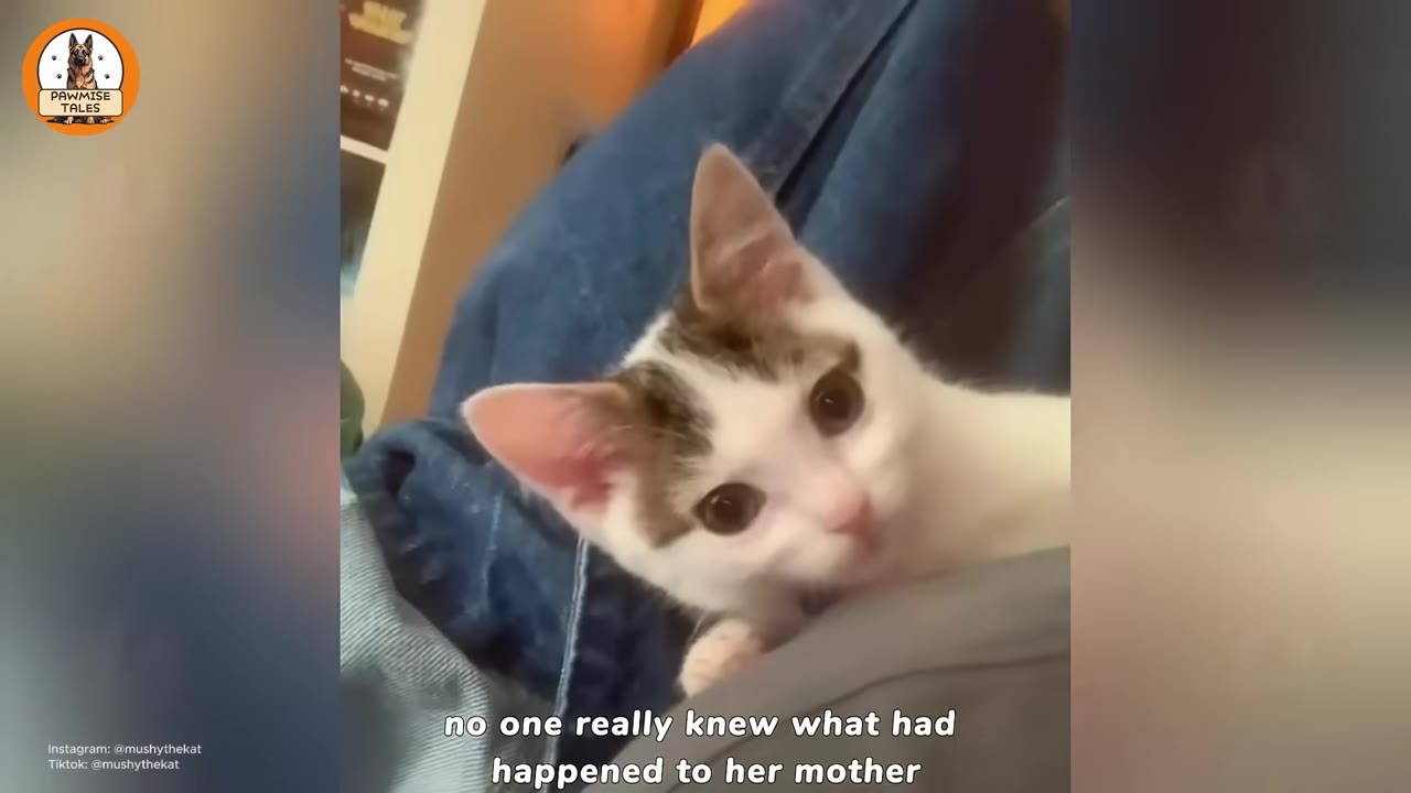 A small white and brown kitten looking up while resting on a person's lap wearing blue jeans.