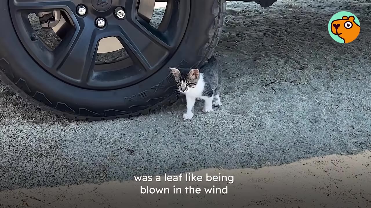 A tiny grey and white kitten stands on sandy ground next to a large black vehicle tire.