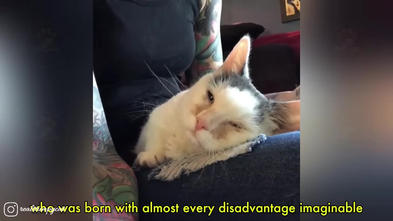 A white and grey kitten with squinted eyes rests on a person's lap, with yellow subtitle text reading 'who was born with almost every disadvantage imaginable'.