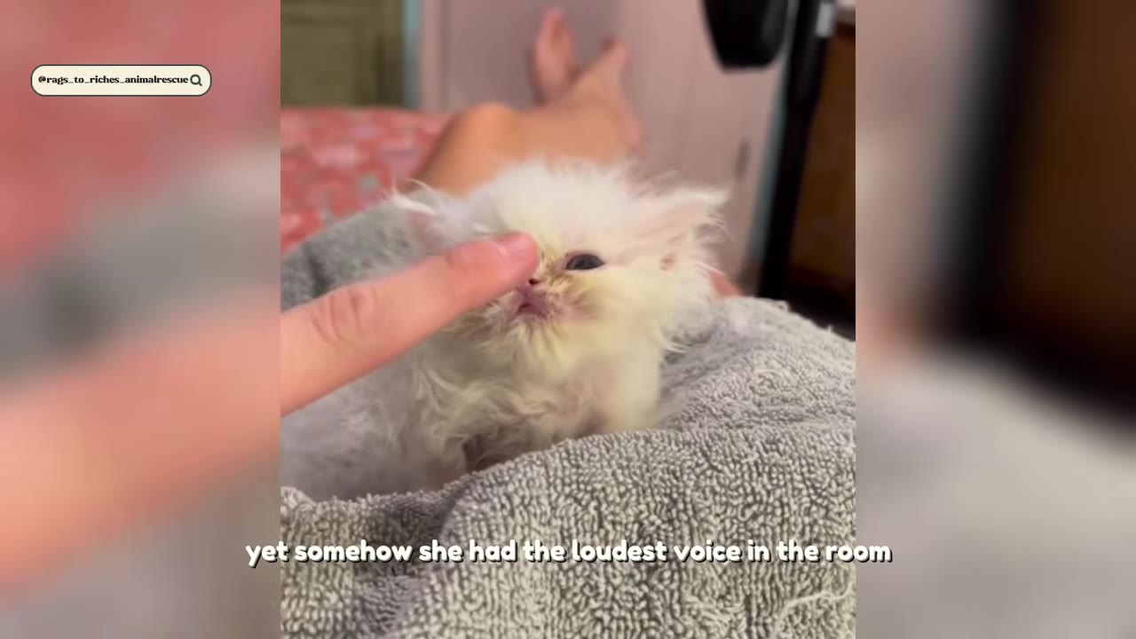 A tiny, fluffy white kitten sits on a grey towel while a person's finger gently touches its nose.