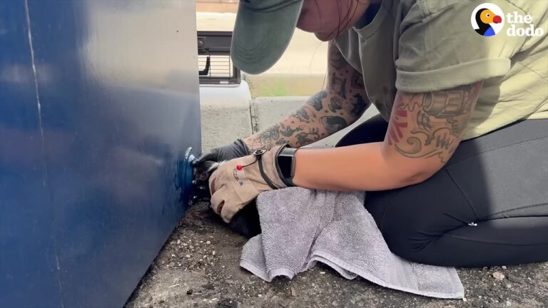 Arizona Skunk Gets Trapped In A Recycle Bin, But One Delicate Rescue Changes Everything