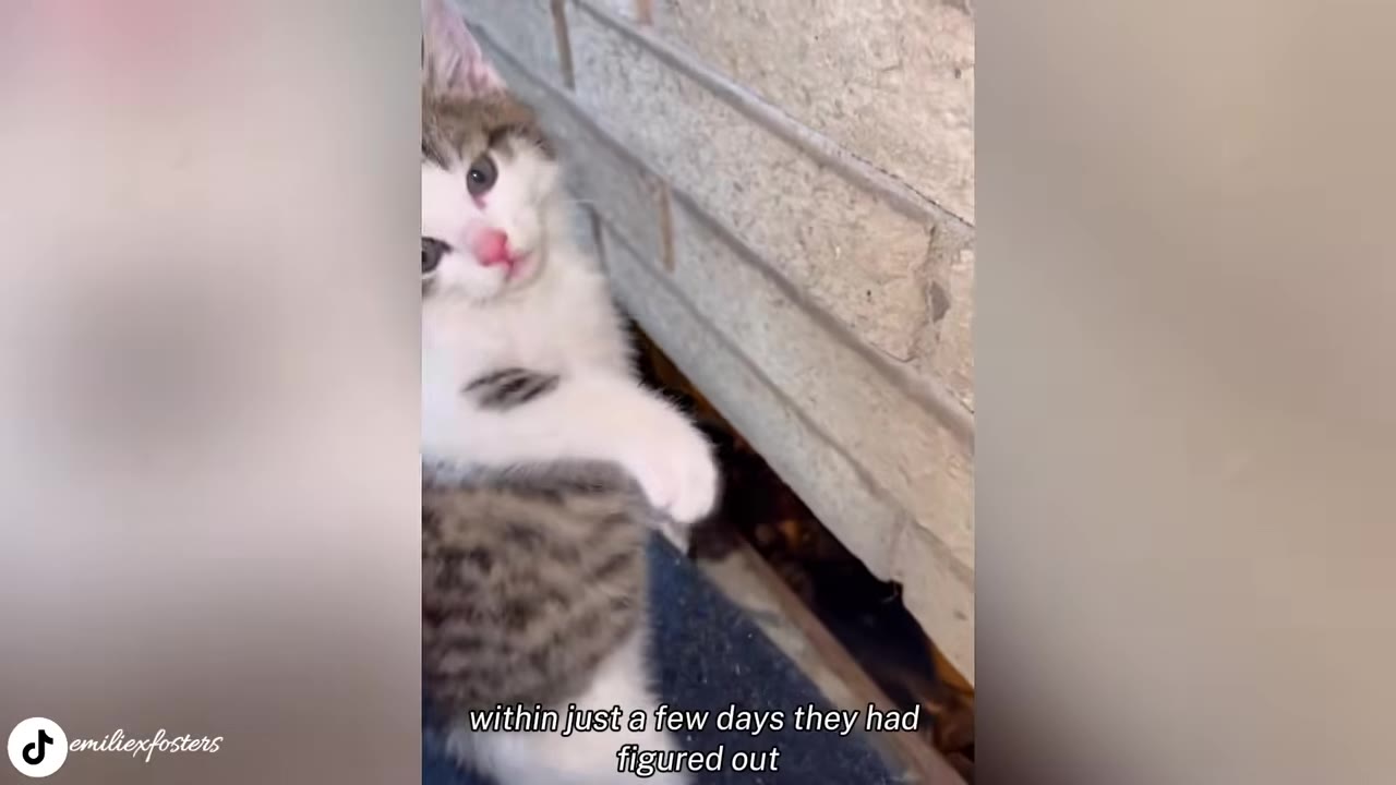 A small, fluffy tabby and white kitten looking up curiously while sitting near a stone wall.