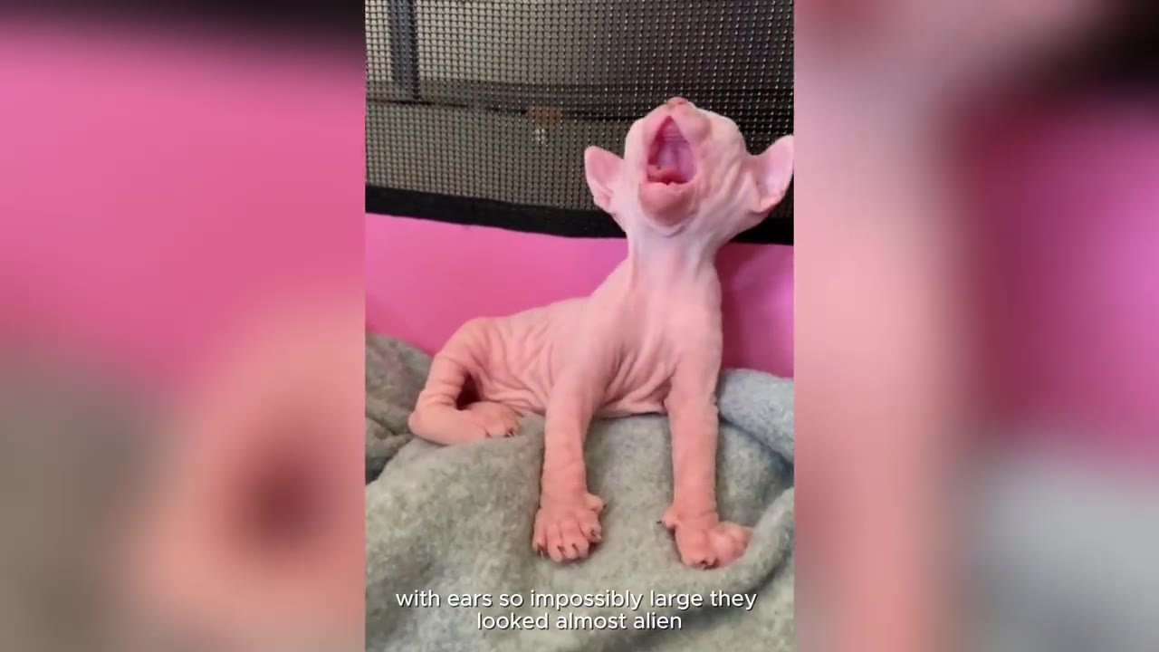 A tiny, hairless pink Sphynx kitten with large ears sits on a grey blanket, yawning with its mouth wide open.
