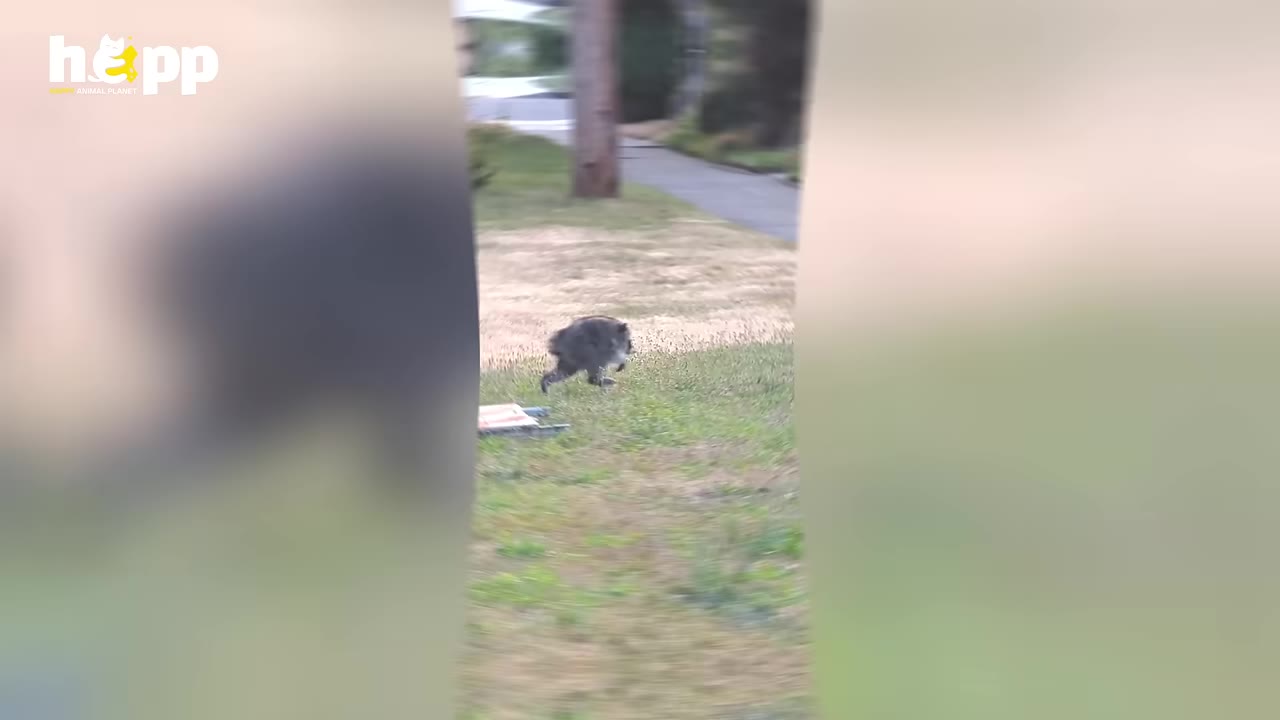A tailless raccoon running across a grassy lawn in a residential neighborhood.