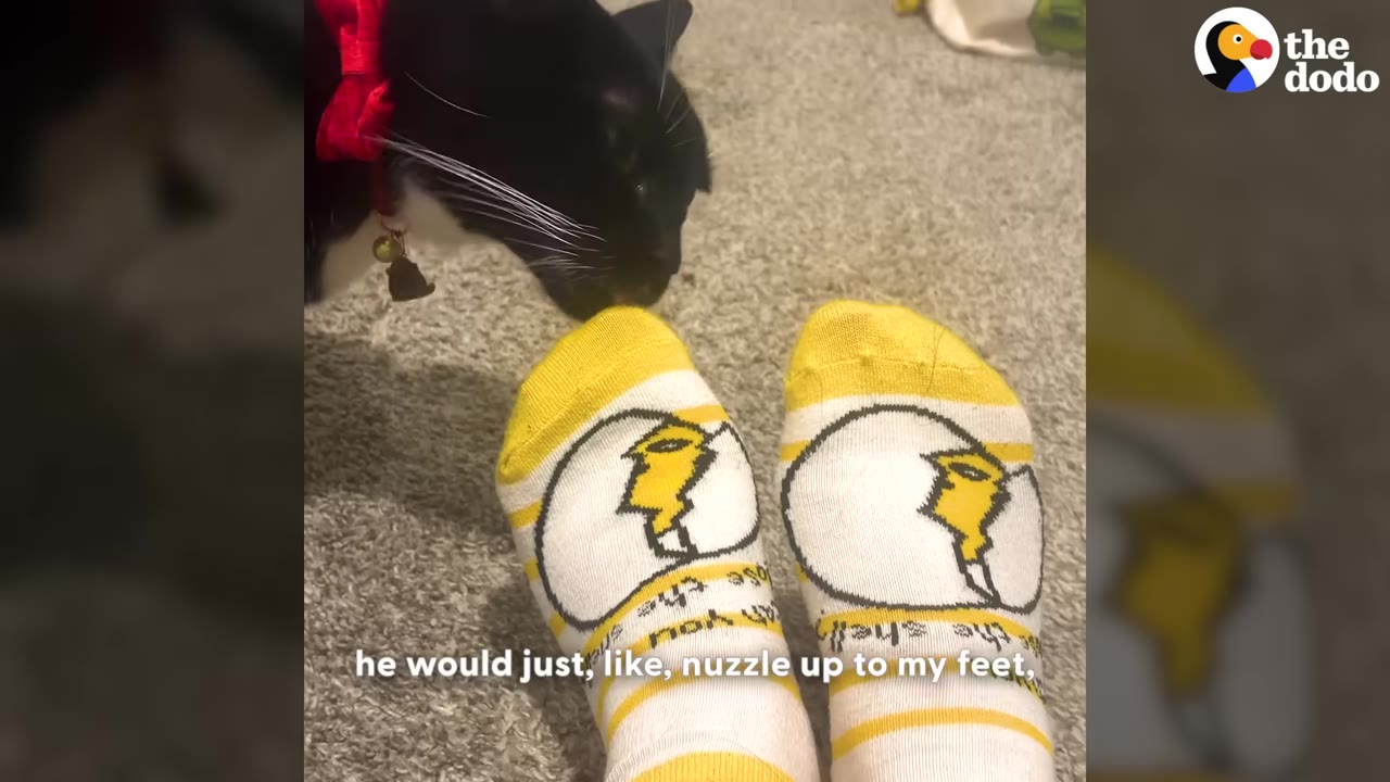 A black and white cat with a red collar sniffing a person's feet wearing yellow and white socks.