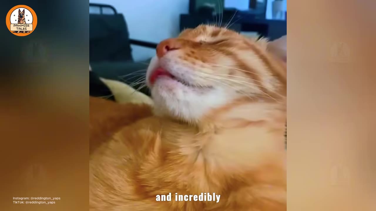 A close-up shot of an orange tabby cat with its eyes closed and mouth slightly open as if vocalizing.