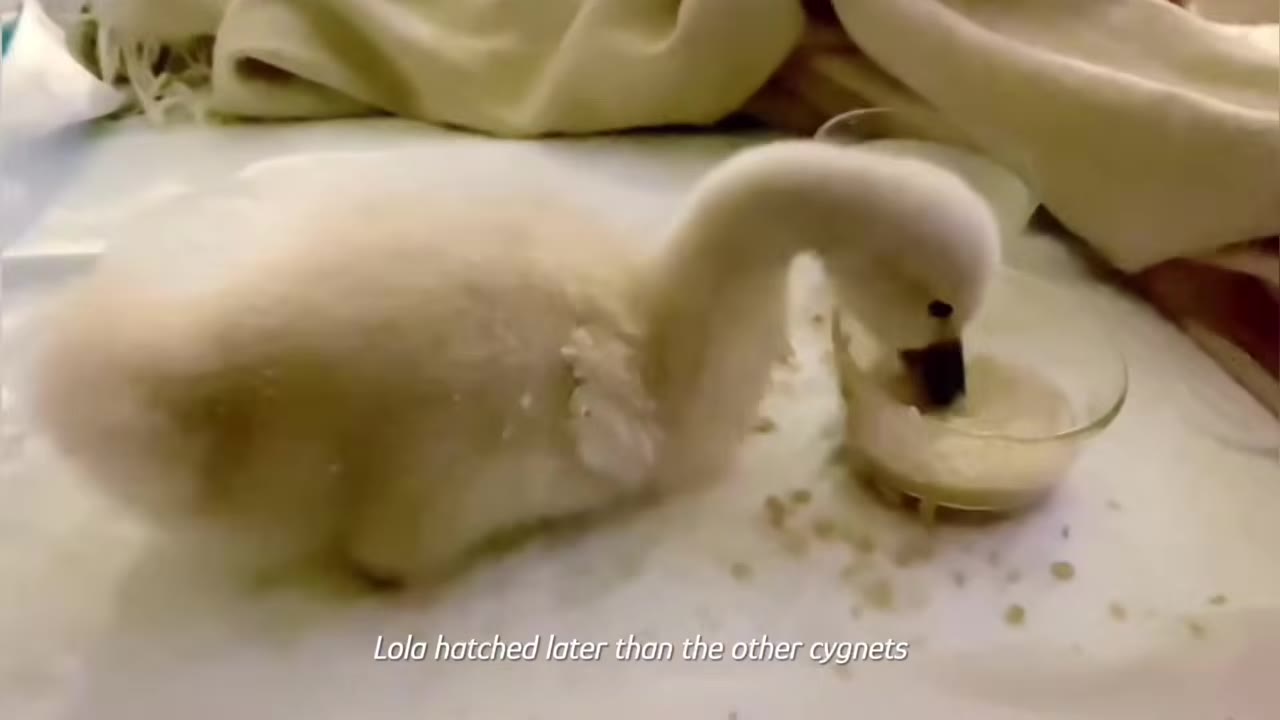 A close-up of a fluffy, light-colored cygnet eating from a small glass bowl.