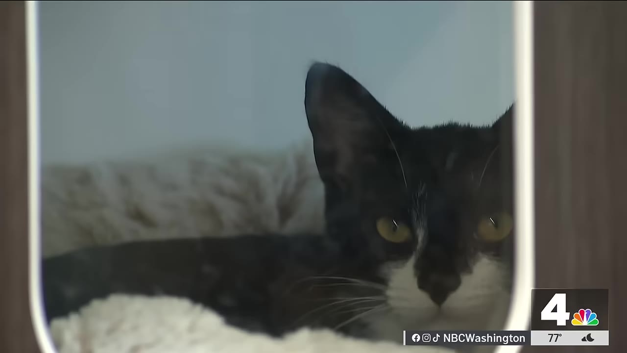 A close-up of a black and white kitten with yellow eyes looking out from a white-framed enclosure.