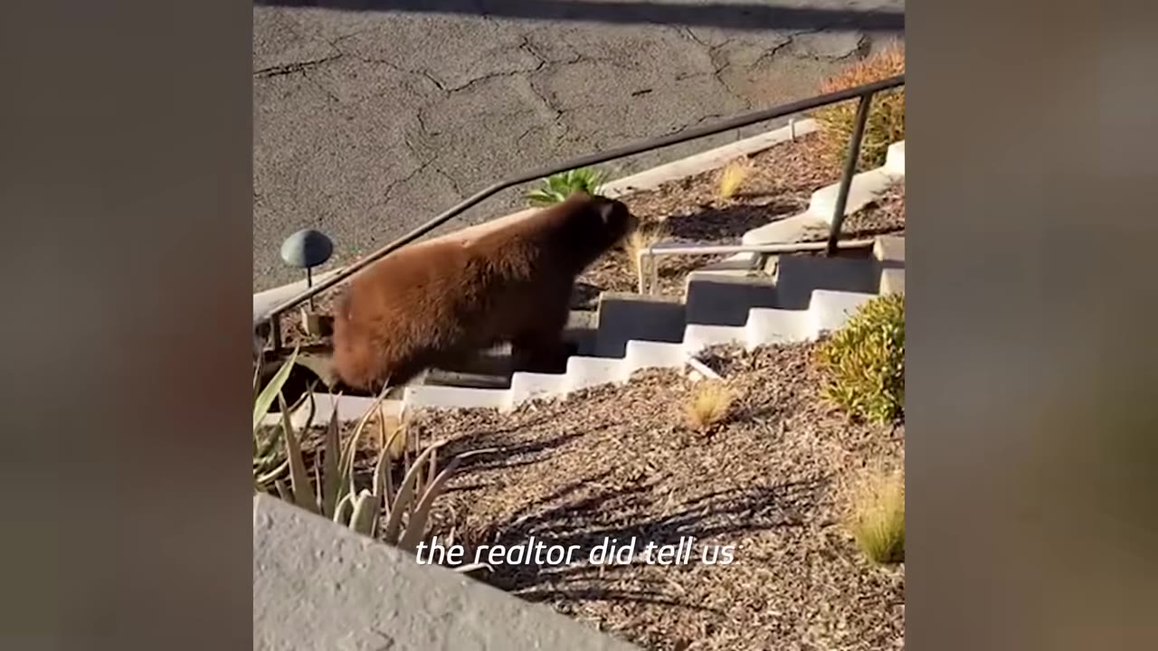 A brown bear walks up concrete outdoor steps next to a hillside garden, with the text overlay 'the realtor did tell us' visible at the bottom.