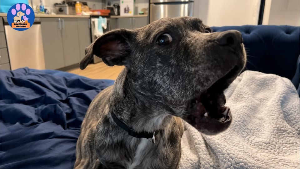 Video frame for A Warning From The Shelter