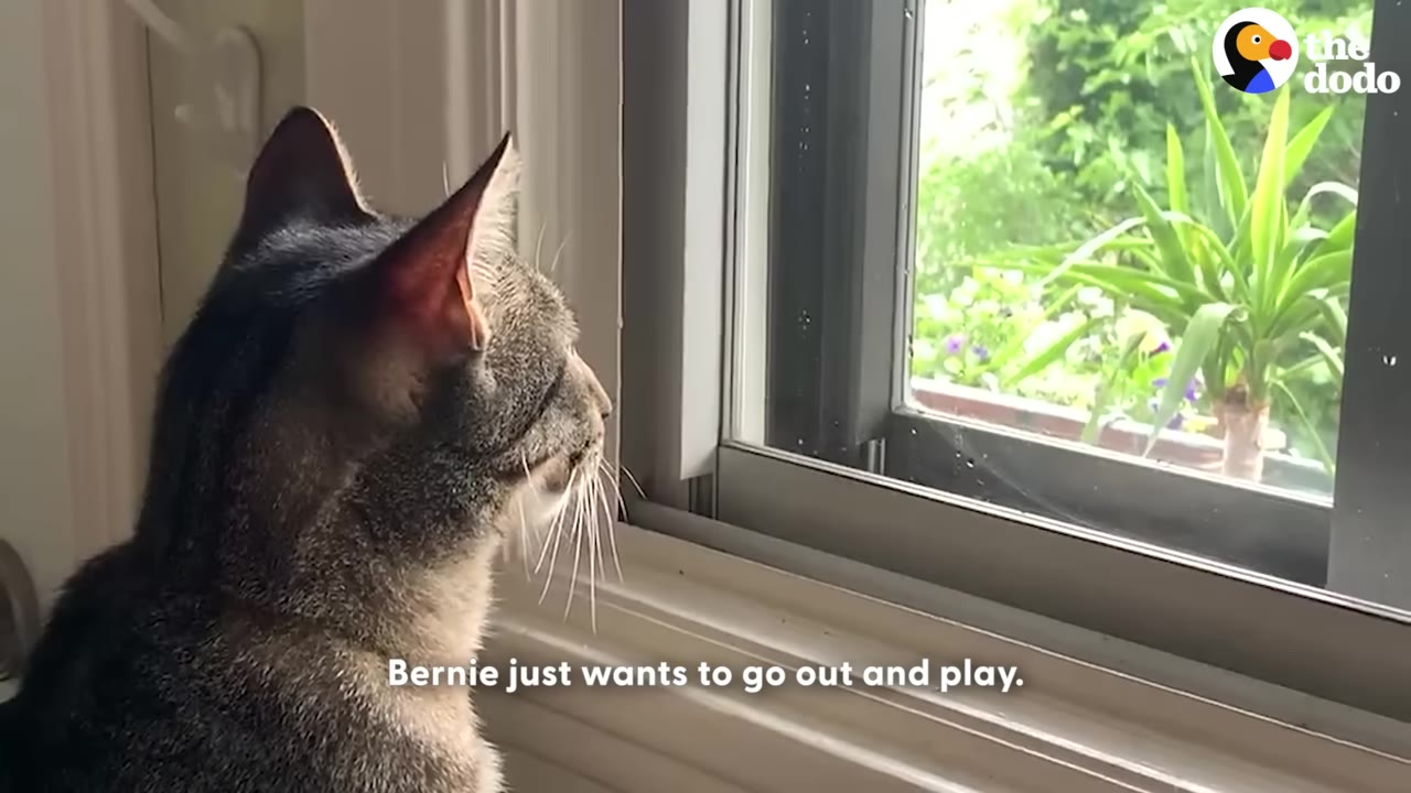A tabby cat looks out of a window at green plants outside.
