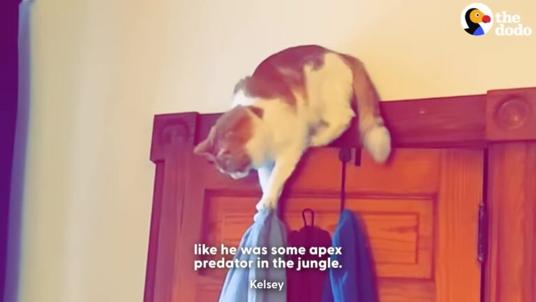 California Cat Acts Like A Jungle Predator Until His Owner Discovers His Hilarious Secret Obsession