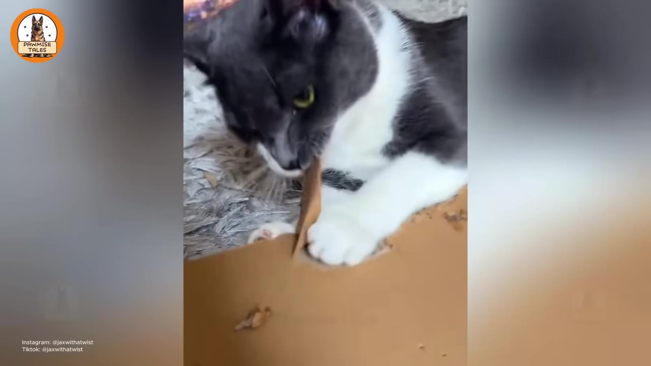 A grey and white cat biting the edge of a cardboard box.
