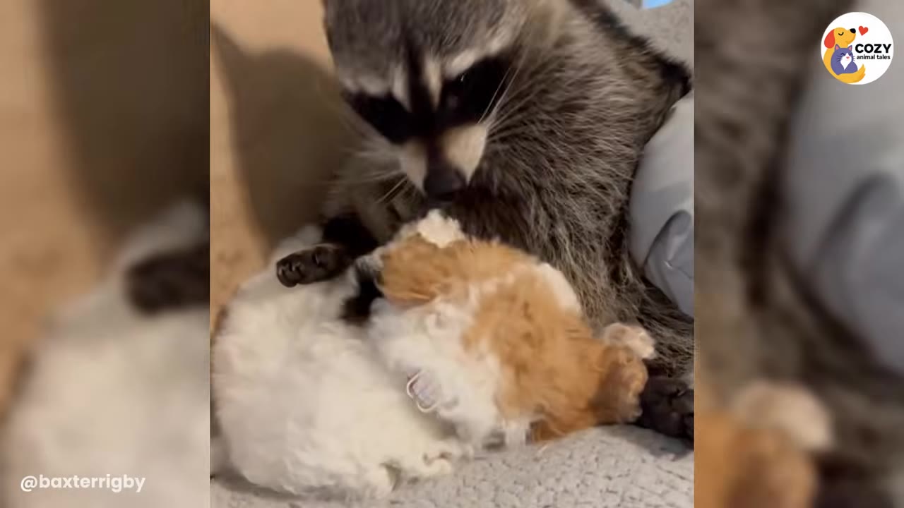 A raccoon gently grooming a small white and tan puppy lying down next to it.
