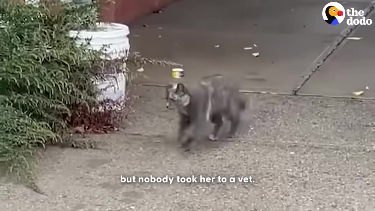 A grey cat walks along a concrete sidewalk near a white bucket and a small can of food.