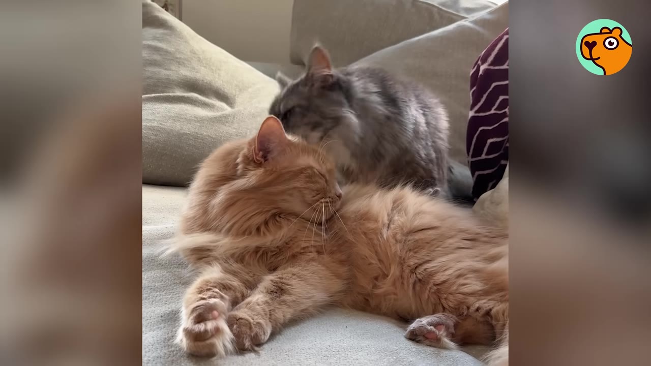 A fluffy long-haired orange cat lies relaxed on a couch while a fluffy grey cat gently grooms the top of its head.