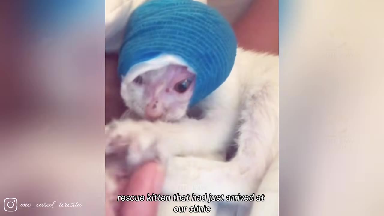A close-up of a tiny white rescue kitten with a blue bandage wrapped around its head, looking up with wide eyes at the clinic.