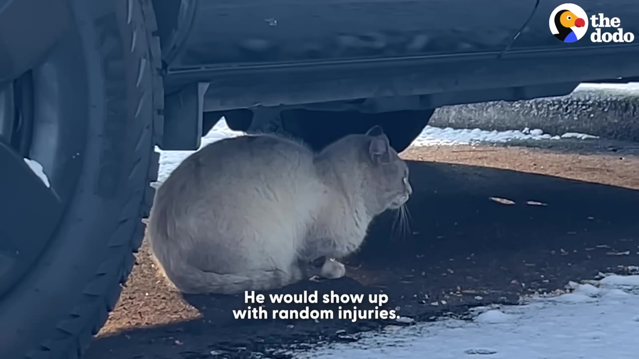 A light-colored cat huddled under the chassis of a dark vehicle parked on an asphalt surface with patches of snow.