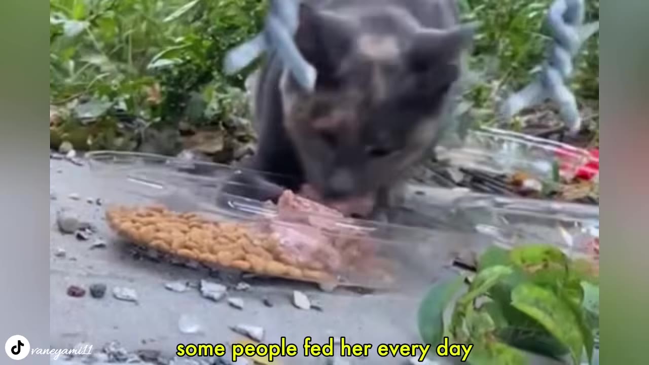 A close-up shot of a grey and brown cat eating wet and dry food from a clear plastic container on the ground outdoors.