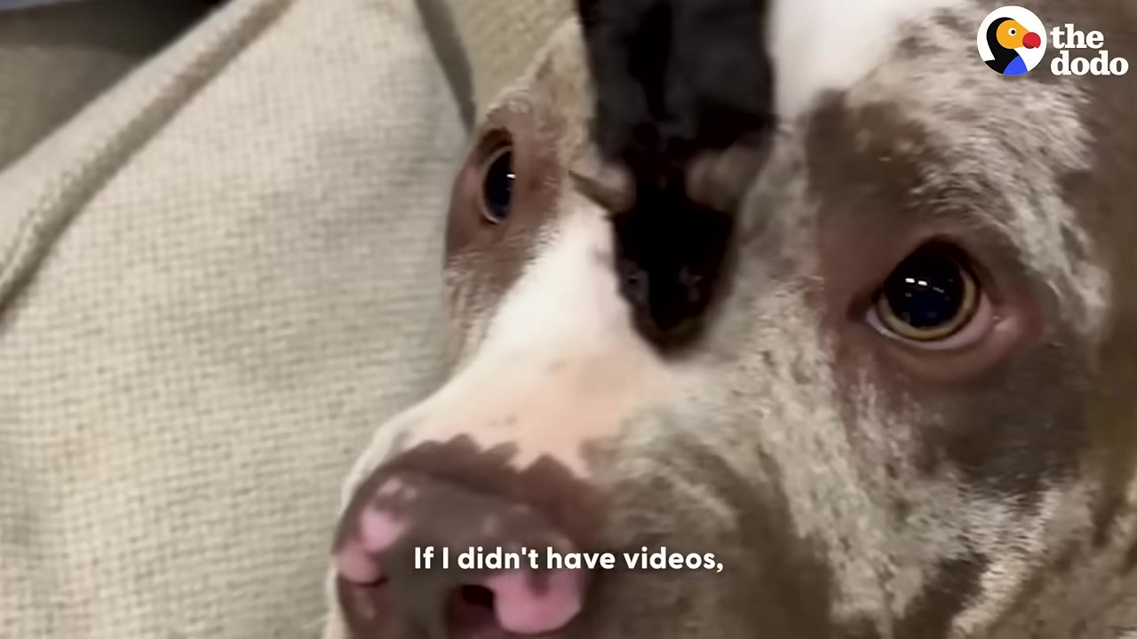 A close-up of a speckled pit bull mix with a tiny dark mouse sitting on its forehead between its eyes.