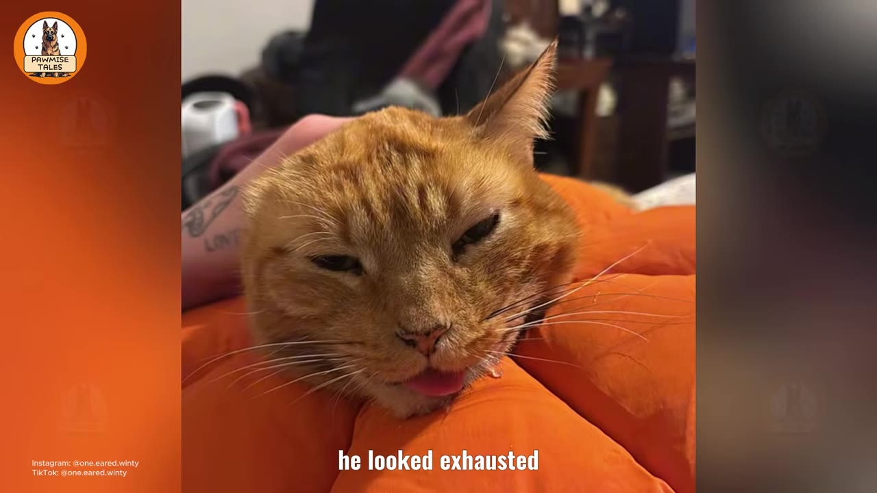 An orange cat with one folded ear rests its head on an orange cushion, looking tired with its tongue slightly out.