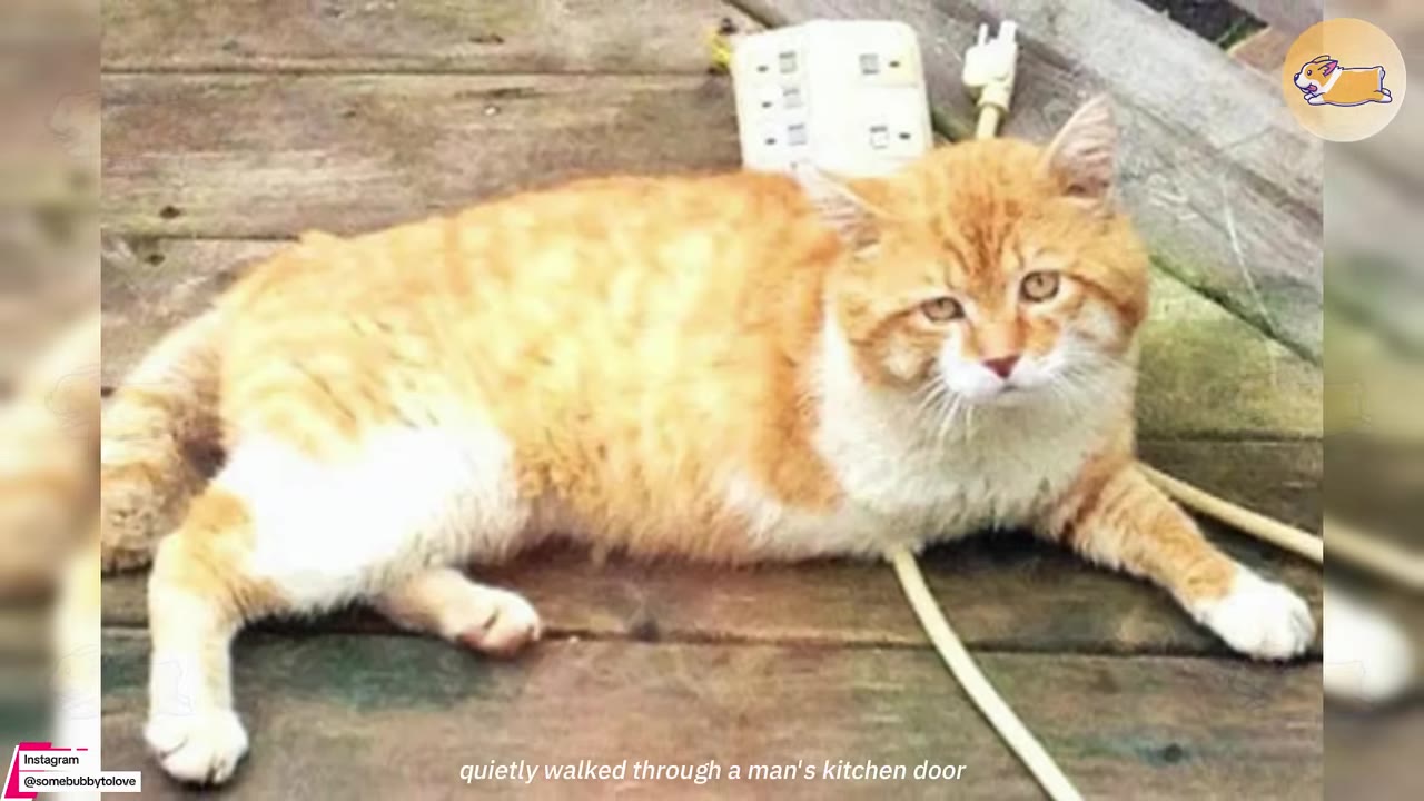 An orange and white cat lying on a wooden deck, looking directly at the camera.